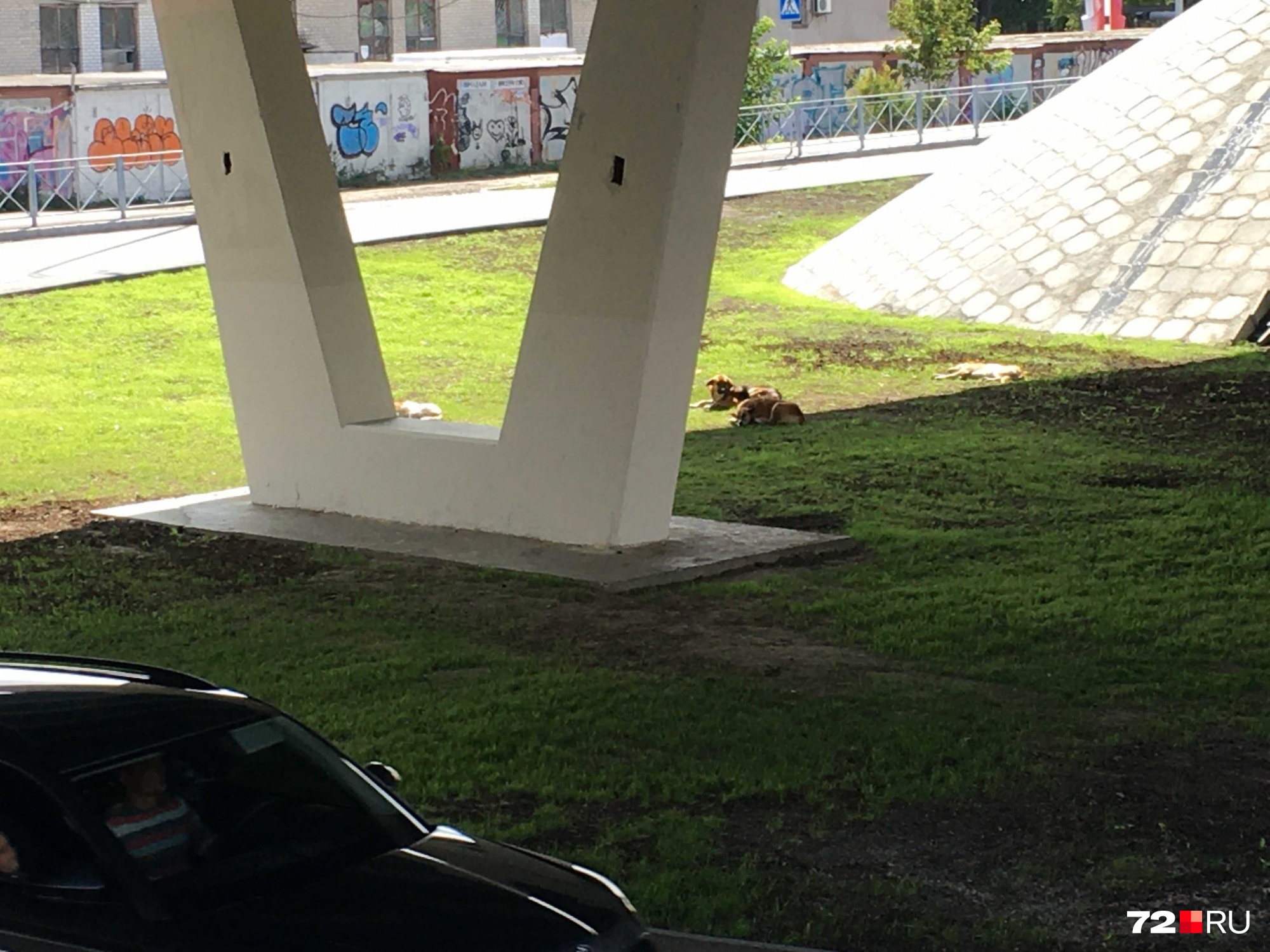 Кстати, около лестниц под мостом живут бездомные собаки. Необходимость в темное время суток идти в нежилой необитаемый район под развязкой, где живут бездомные собаки, — так себе перспектива. Уж лучше через забор и по проезжей части Кстати, около лестниц под мостом живут бездомные собаки. Необходимость в темное время суток идти в нежилой необитаемый район под развязкой, где живут бездомные собаки, — так себе перспектива. Уж лучше через забор и по проезжей части