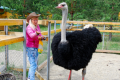 «Вместо кур мы завели страусов»: как челябинская семья превратила загородный дом в зверинец