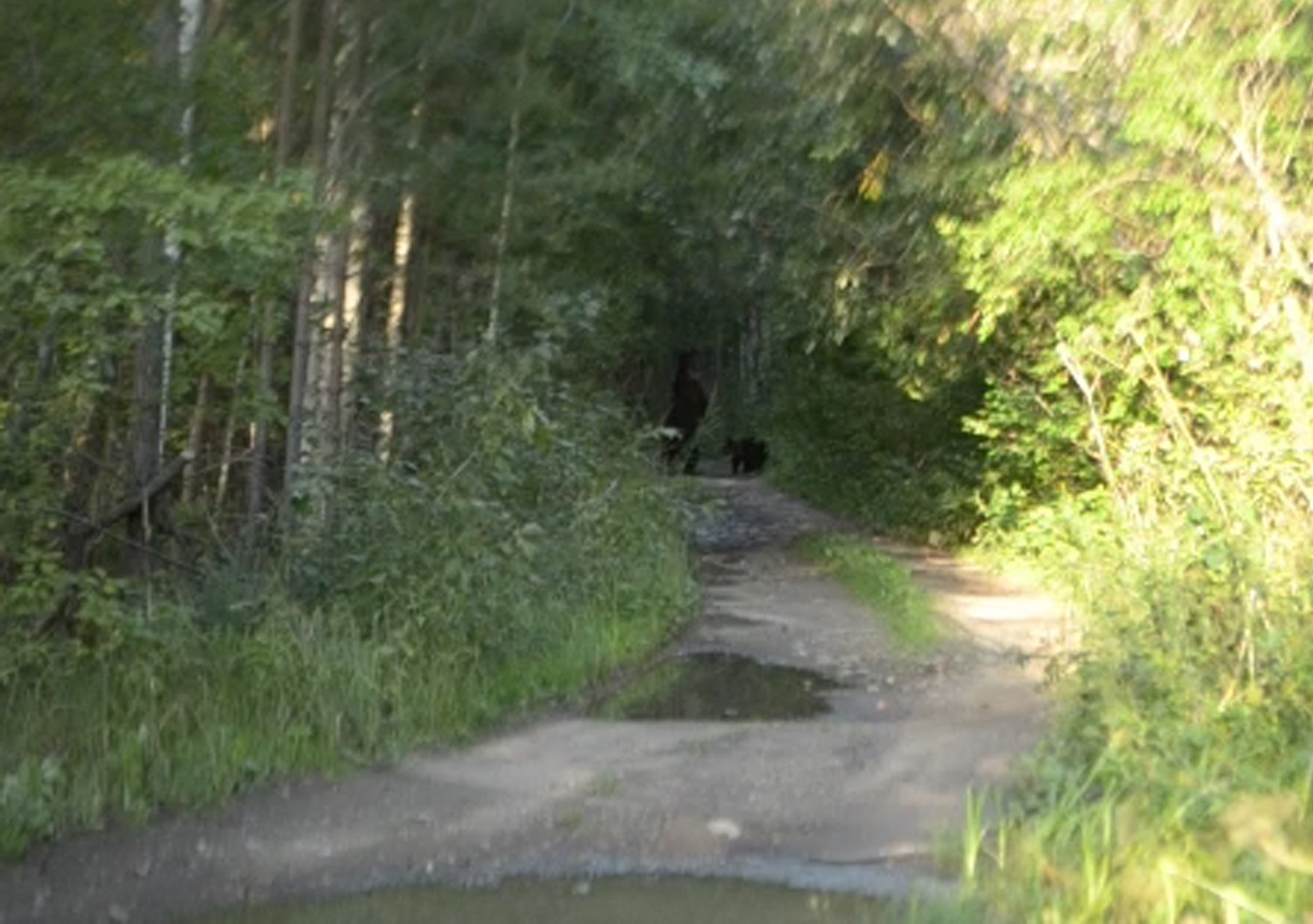 На Южном Урале на туристов, возвращавшихся с Таганая, вышла семья медведей