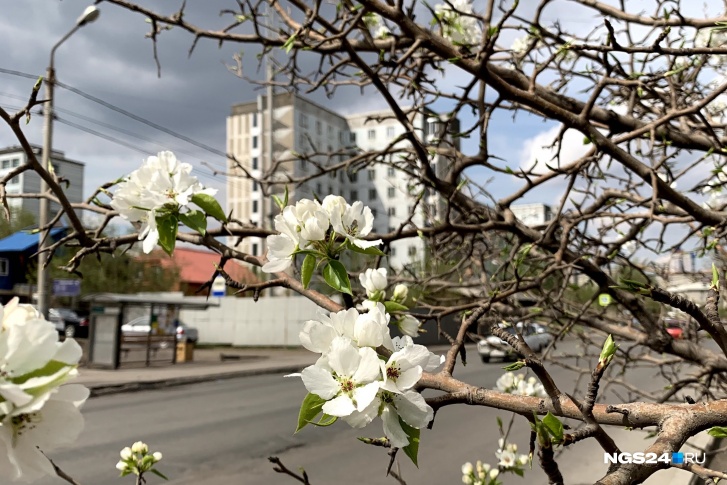 К началу мая в Красноярске уже все зацвело К началу мая в Красноярске уже все зацвело