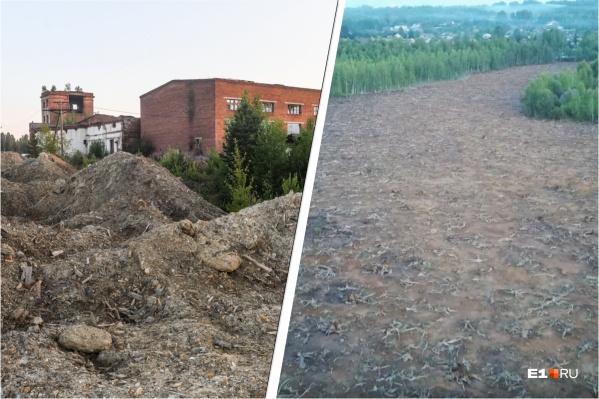 Небольшой кислотный ручей с отвалов рудника выжег большую лесополосу Небольшой кислотный ручей с отвалов рудника выжег большую лесополосу