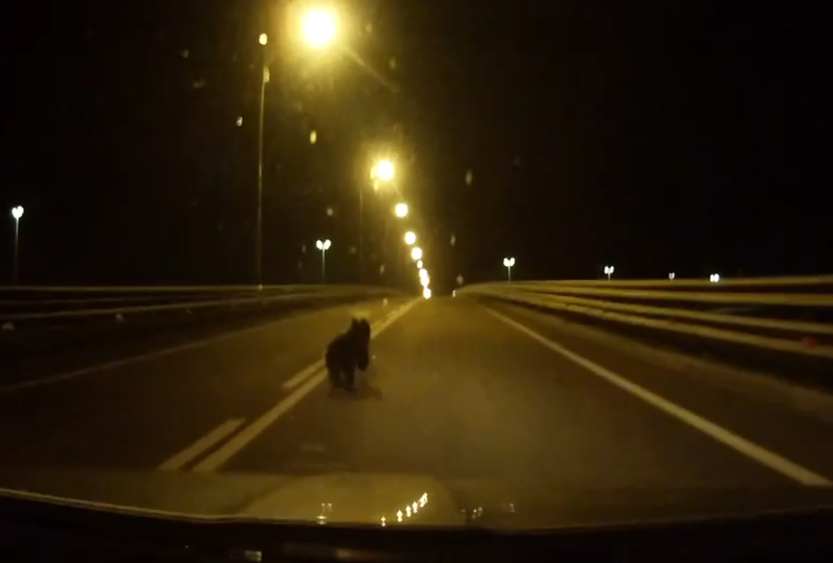 Медвежонок бросился под колеса автомобиля на Колпинском шоссе. На Зеленогорском сбили лося