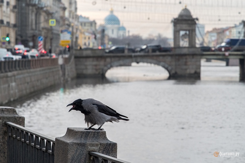 Реки так и не успели замёрзнуть. Санкт-Петербург, 11 декабря 2019 года