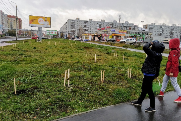 «Живой город» занимается посадками на общественных территориях, но мечтает о появлении долгосрочных и комплексных планов по озеленению 