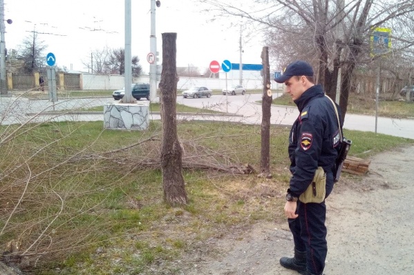 Чтобы остановить лесорубов, активисты вызвали полицию Чтобы остановить лесорубов, активисты вызвали полицию