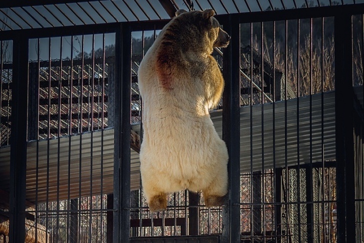 Тяньшанский медведь Памир известен своей любовью к активности, но когда он спит, не стоит ему мешать