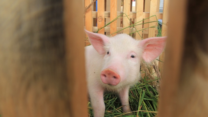 В Вельском районе объявили карантин из-за африканской чумы свиней