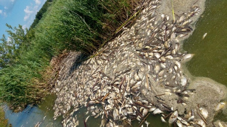 В Заболотье, где массово гибнет рыба, проведут экспертизу воды