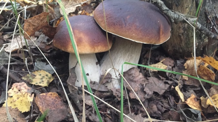 Несут вёдрами: ярославцы показали, какие грибы сейчас можно собирать