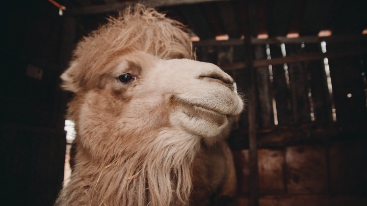 Хозяева тюменского верблюда Кеши говорят, что вынужденно продали животное