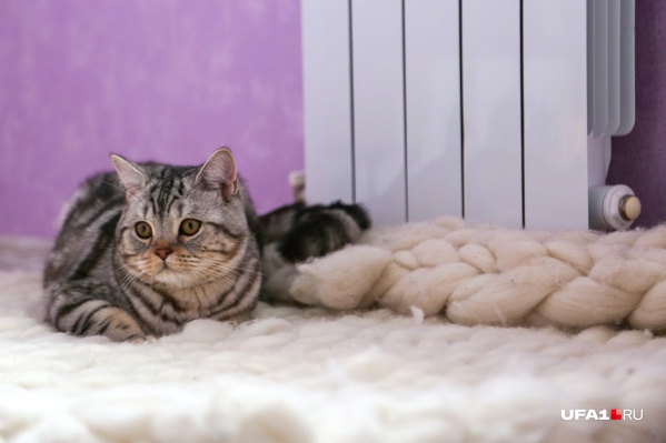 Не жарко только котикам Не жарко только котикам