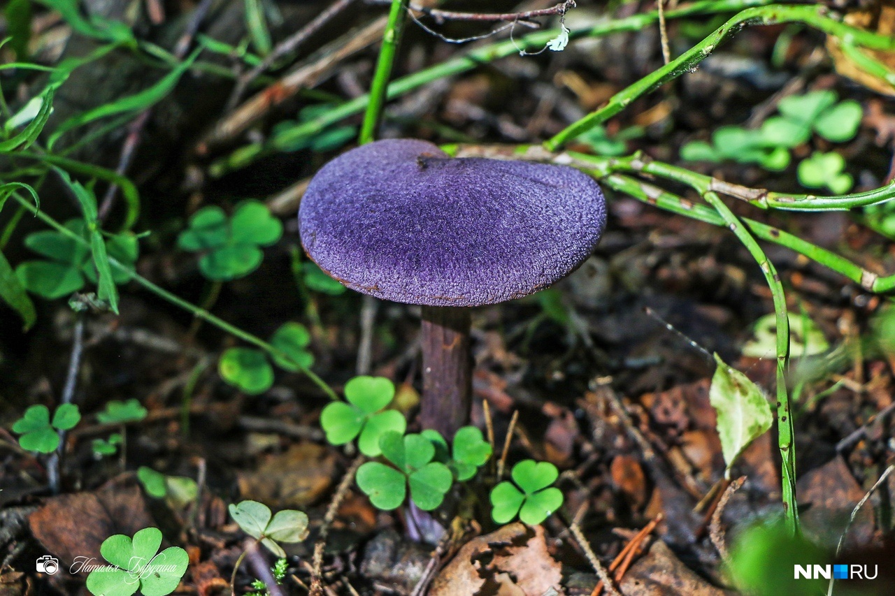Фиолетовый гриб Приморского края