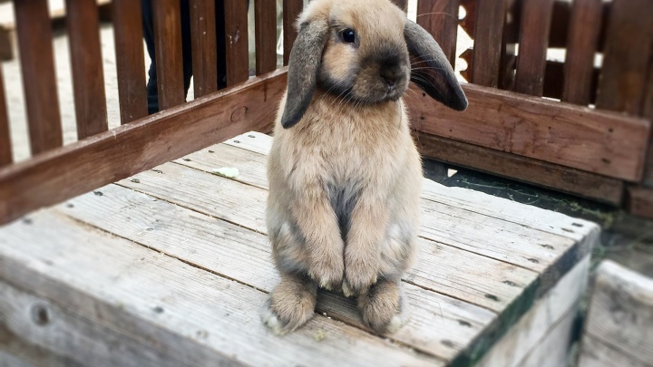 Декоративный кролик откусил ребенку фалангу пальца в Ишиме