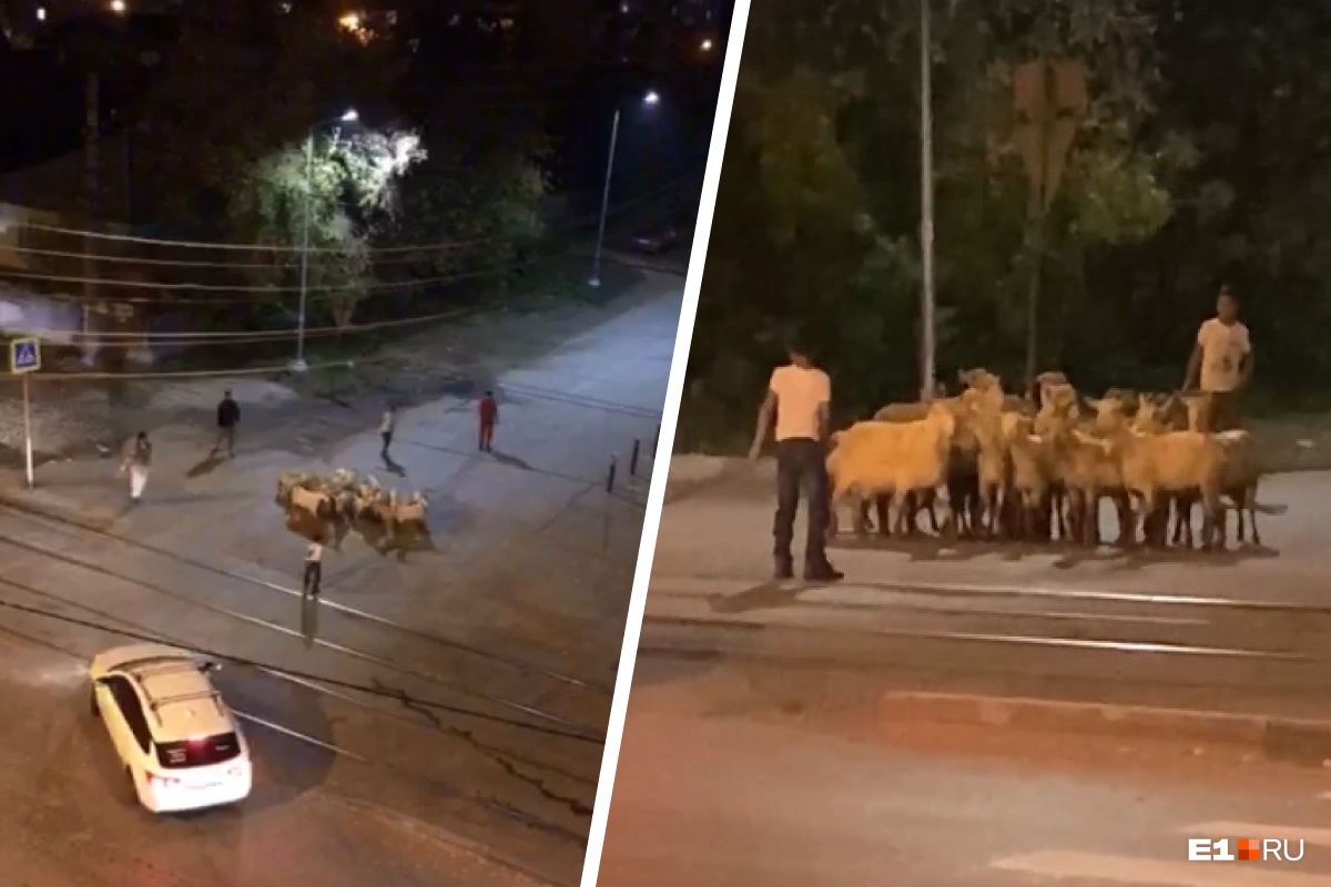 «Стадо баранов!» В Екатеринбурге мужчина ловил животных, мечущихся по перекрестку: видео