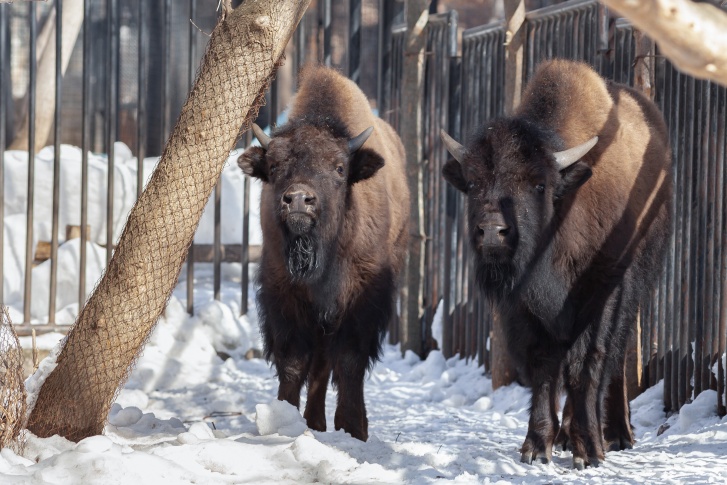 Бизоны являются исчезающим видом, который ранее существовал на территории Сибири
