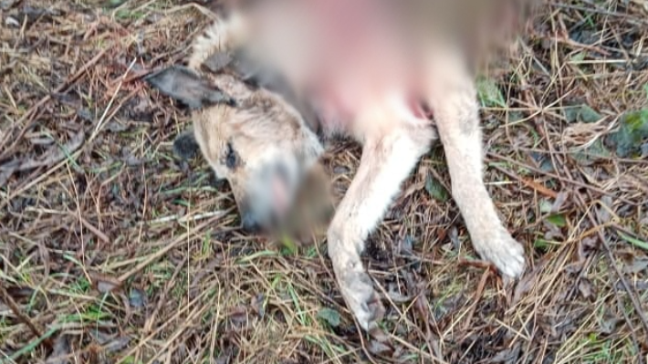 В Архангельске волки загрызли собаку на территории СНТ «Ягодник»