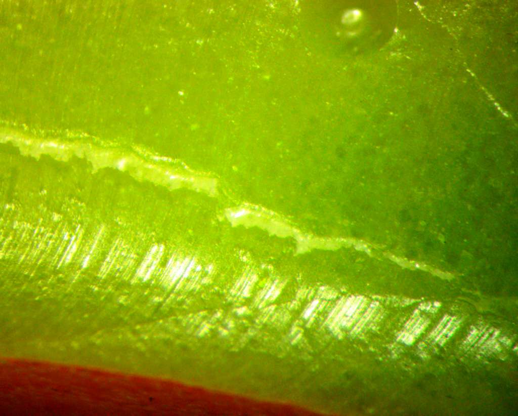 Так под микроскопом выглядит клюв знаменитой уточки