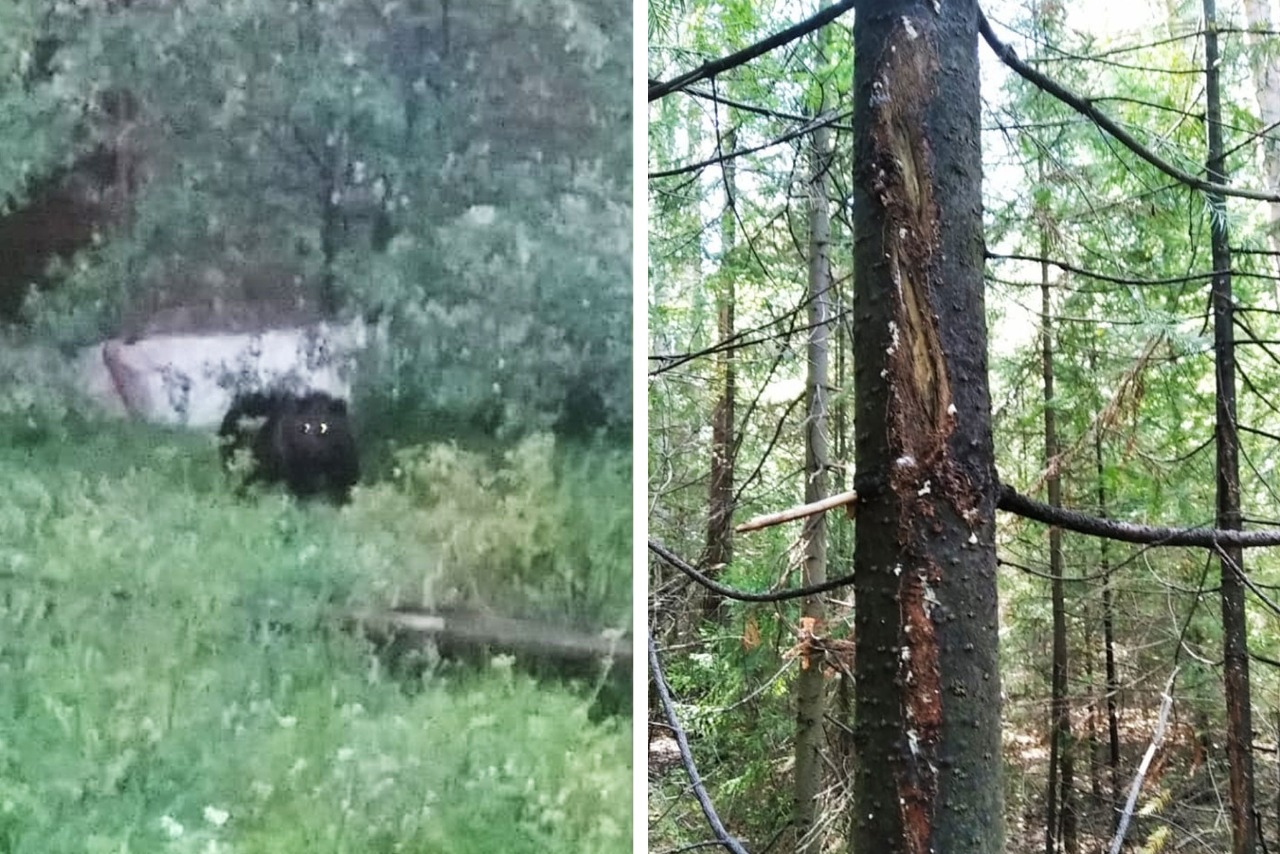 Под Первоуральском наглый медведь повадился гулять по садовым участкам: видео