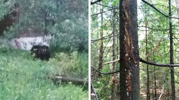 Под Первоуральском наглый медведь повадился гулять по садовым участкам: видео