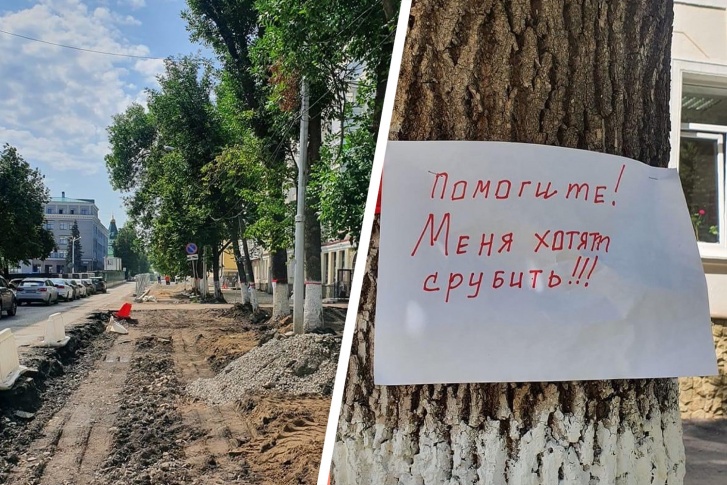 Под пилу могут уйти 89 вековых лип и сосен Под пилу могут уйти 89 вековых лип и сосен