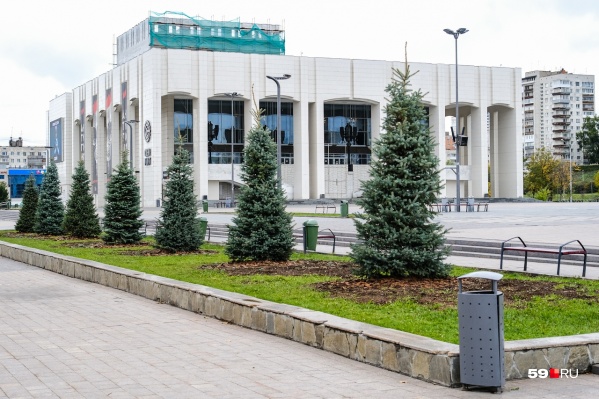 Новые ели здоровы Новые ели здоровы