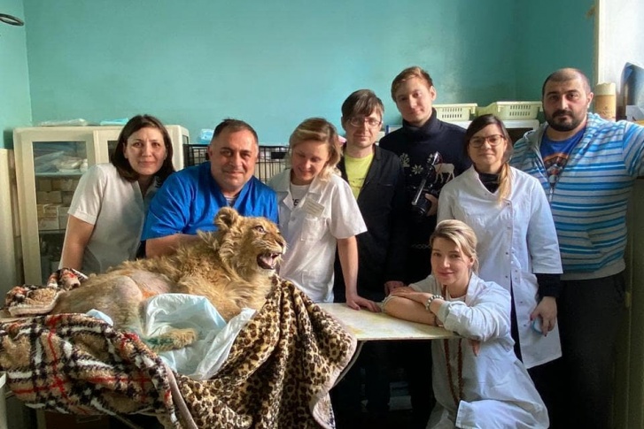 Симбе сделали операцию на кишечнике Симбе сделали операцию на кишечнике