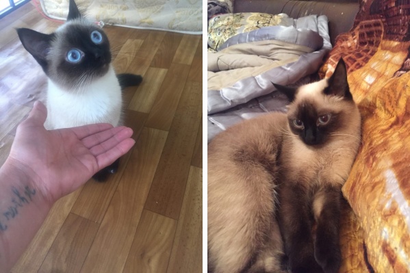 Кошку зовут Лилу Кошку зовут Лилу