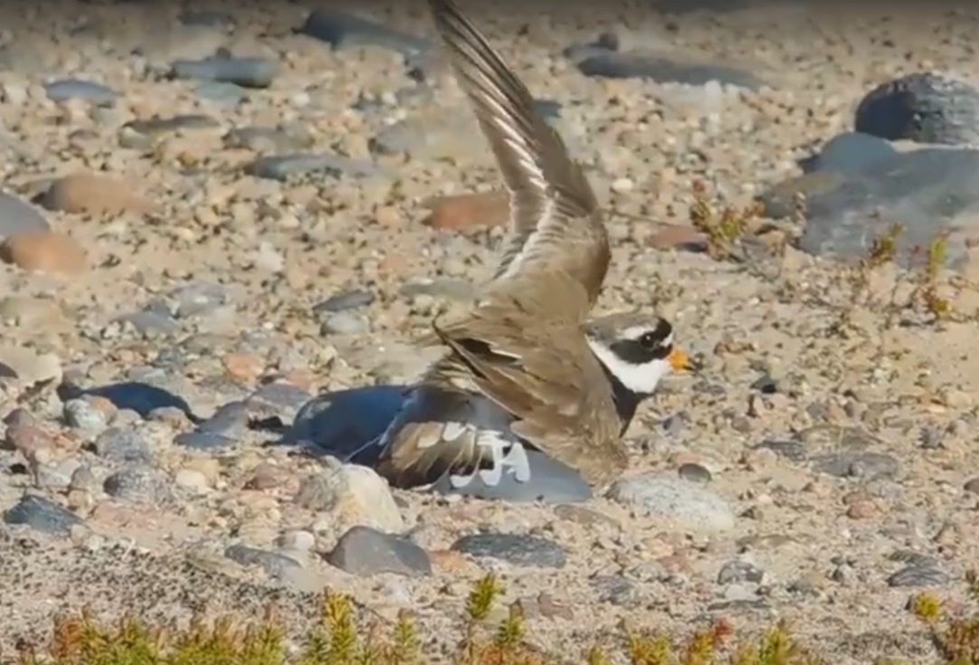 Птица притворилась раненой, чтобы защитить гнездо — видео из нацпарка «Онежское Поморье»