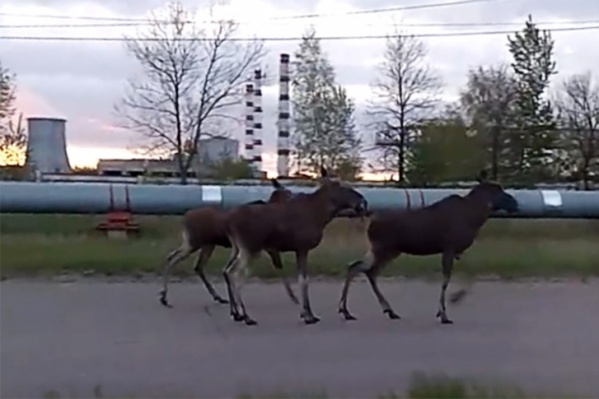 Лосей хотят отгонять от города Лосей хотят отгонять от города