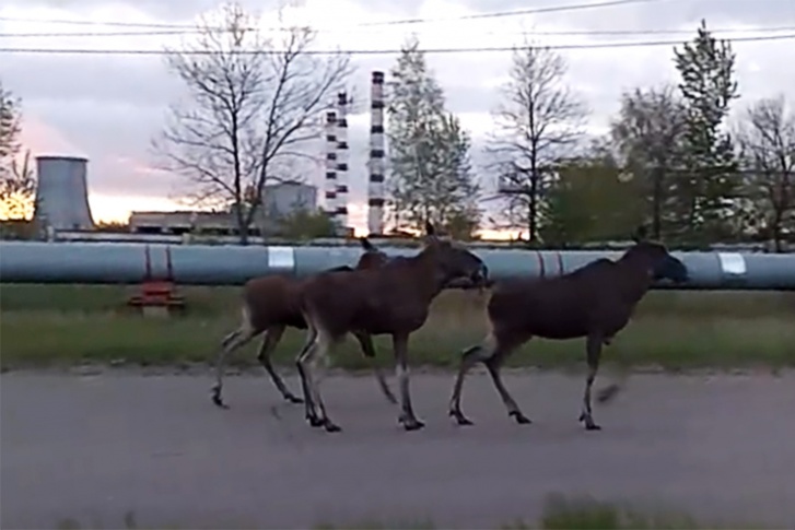 Лосей хотят отгонять от города Лосей хотят отгонять от города