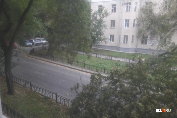 Старое дерево рухнуло под напором ветра на улице Генеральской Старое дерево рухнуло под напором ветра на улице Генеральской