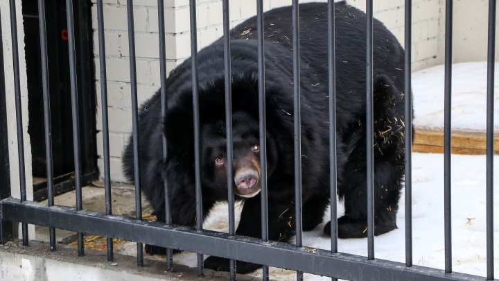 В зоопарке «Лимпопо» скончалась одноглазая гималайская медведица из «Мишутки»