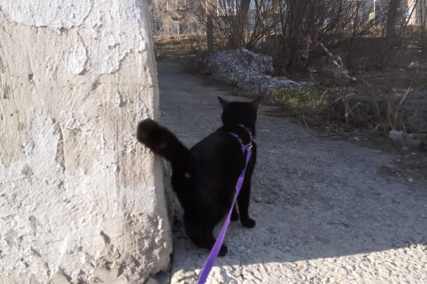 Чёрная кошка — Маня Чёрная кошка — Маня