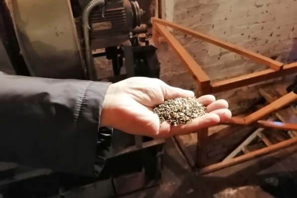 Семена посеют в питомниках Семена посеют в питомниках