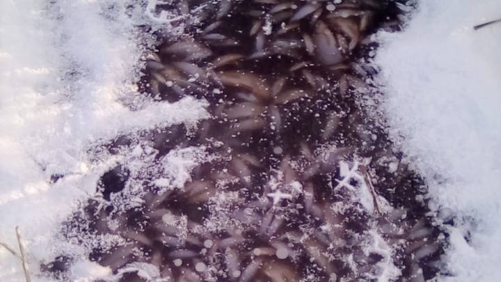 В Минэкологии Башкирии рассказали, почему рыбы на озере вмерзли в лед