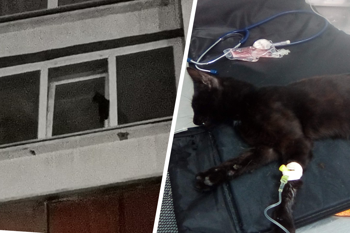 «Дыхание было редким и прерывистым»: на Уралмаше спасли котика, застрявшего в окне седьмого этажа