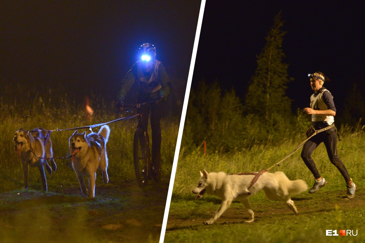 Гонки хвостатых и четвероногих: ночью на Уктусе соревновались велосипедисты и бегуны с собаками