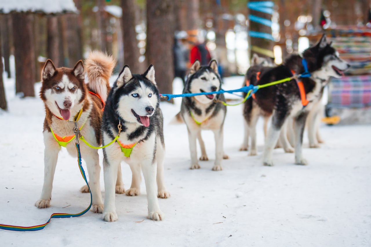 Скоро собак будет нечем кормить: на Урале закрылся парк, где можно было покататься в упряжке с хаски