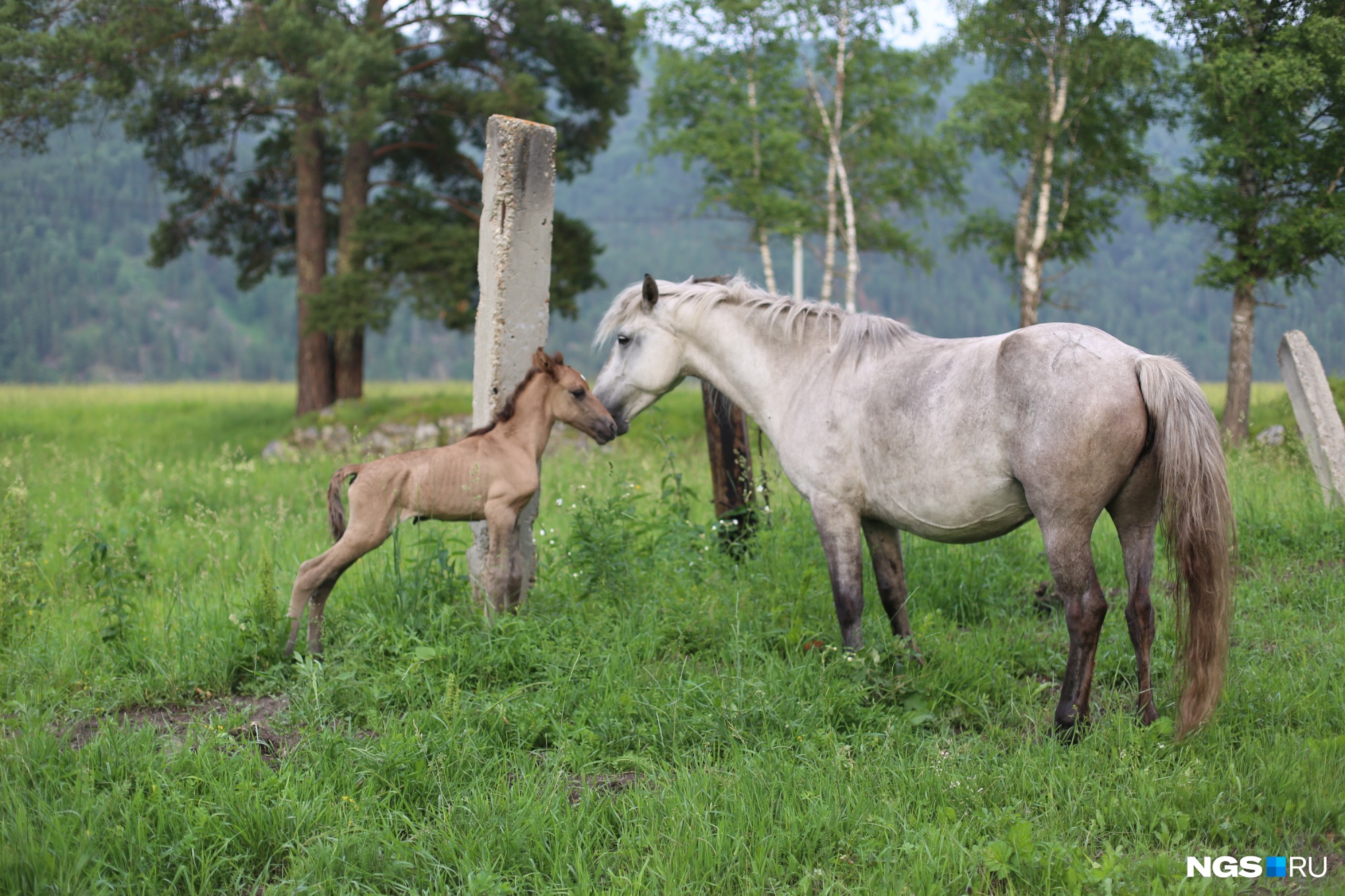 По всему пути от Барангола до Чемала встречаются лошади и коровы