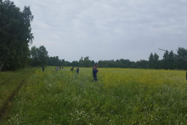 В Курганской области в лесах теряются грибники В Курганской области в лесах теряются грибники