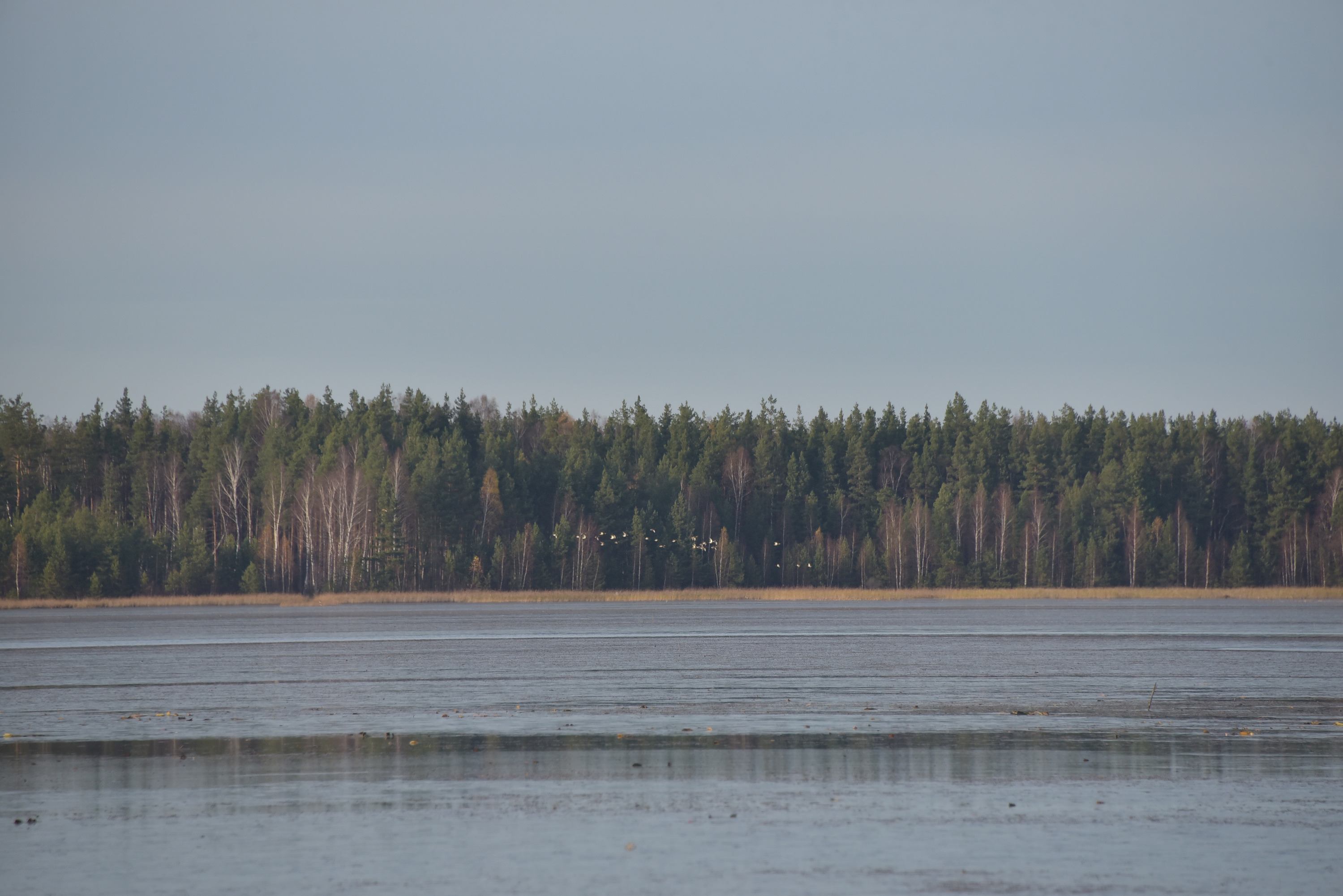 Власти отказались спасать от гибели самое крупное озеро Нижегородской области