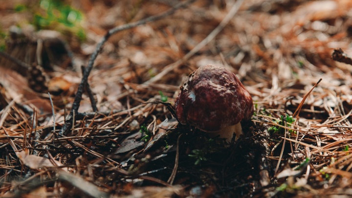 Когда в тюменских лесах пойдут первые грибы и где их искать? Советы от любителей тихой охоты