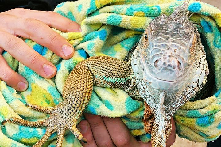Игуана оказалась размером с кошку Игуана оказалась размером с кошку