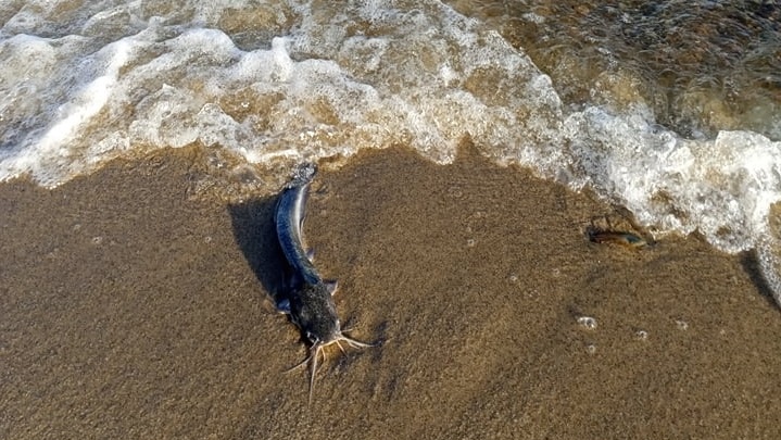 Весь берег в рыбе: под Волгоградом сняли на видео пляж, усыпанный мертвыми сомами
