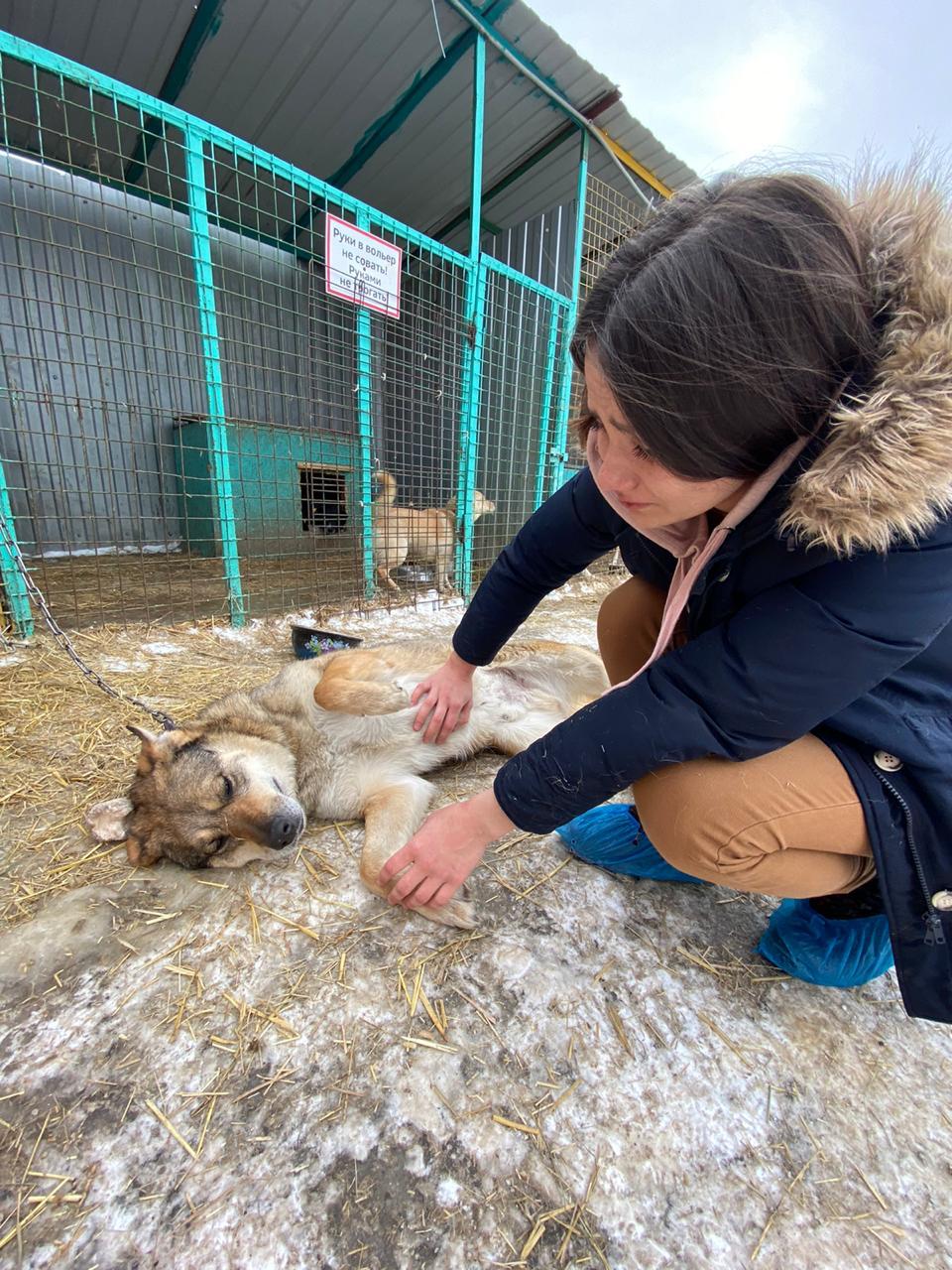 Омский приют. Приют хвостики. Омские хвостики. Омск приют 1 Казахстанская.