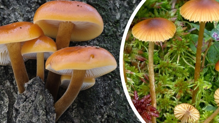 В лес и по грибы: UFA1.RU собрал советы, как отличить безвредные от ядовитых и что делать при отравлении
