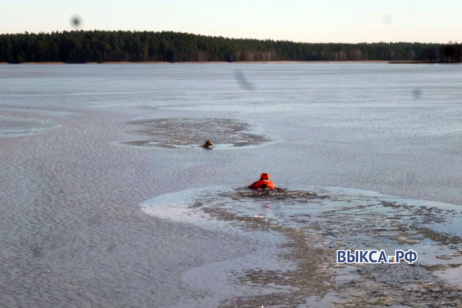 В Выксе спасатель в водолазном костюме вытащил собаку, провалившуюся под лед