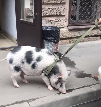 Кадр из видео в <a href="https://vk.com/spb_today" class="_">vk.com/spb_today</a>