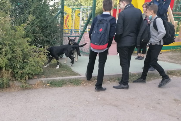 Собаки «проскальзывают» через дырки в заборе Собаки «проскальзывают» через дырки в заборе 