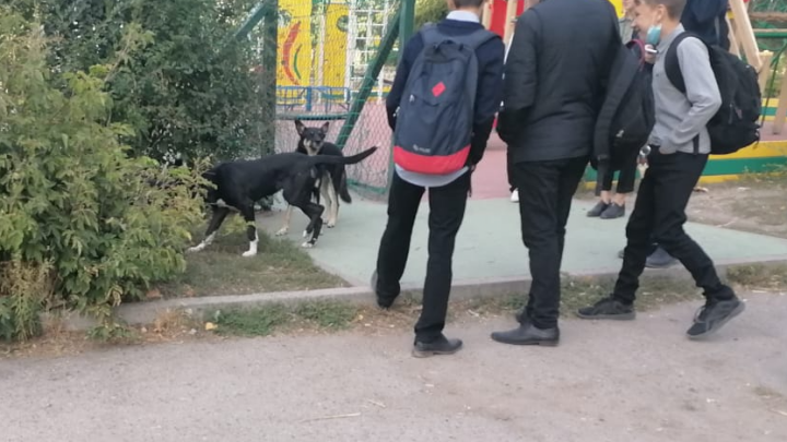 «Испугался и не стал говорить учителю»: в Волгограде восьмилетнего мальчика во дворе школы искусала бродячая собака